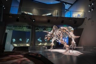 Dinosaurier-Skelett im Museum