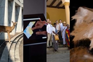 Vierteilige Bildcollage mit einem Reh vor einer Marmorfassade, einer Hand an einem Touchscreen mit Kartendarstellung, einer Personengruppe auf einer Treppe und einer unscharfen Nahaufnahme in Braun- und Weißtönen